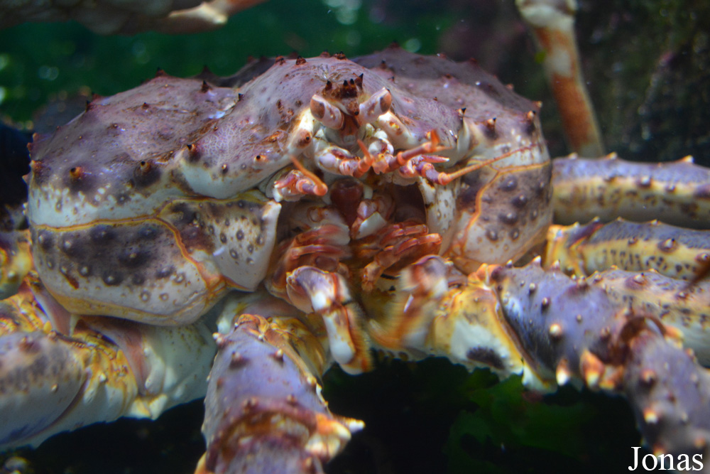 Paralithodes camtschaticus