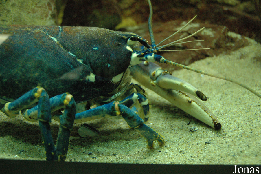 Homarus gammarus