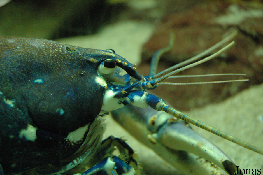 Homarus gammarus