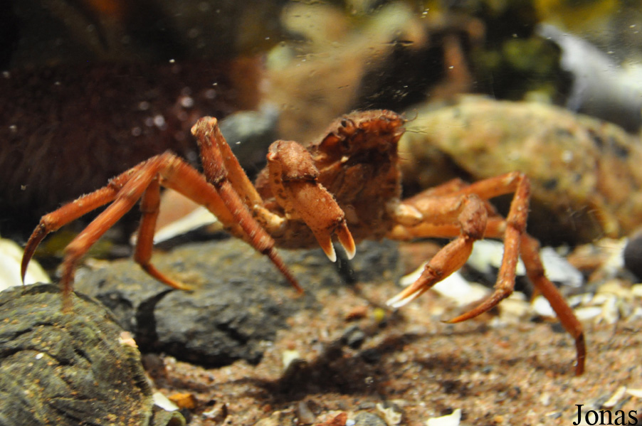 Hyas araneus