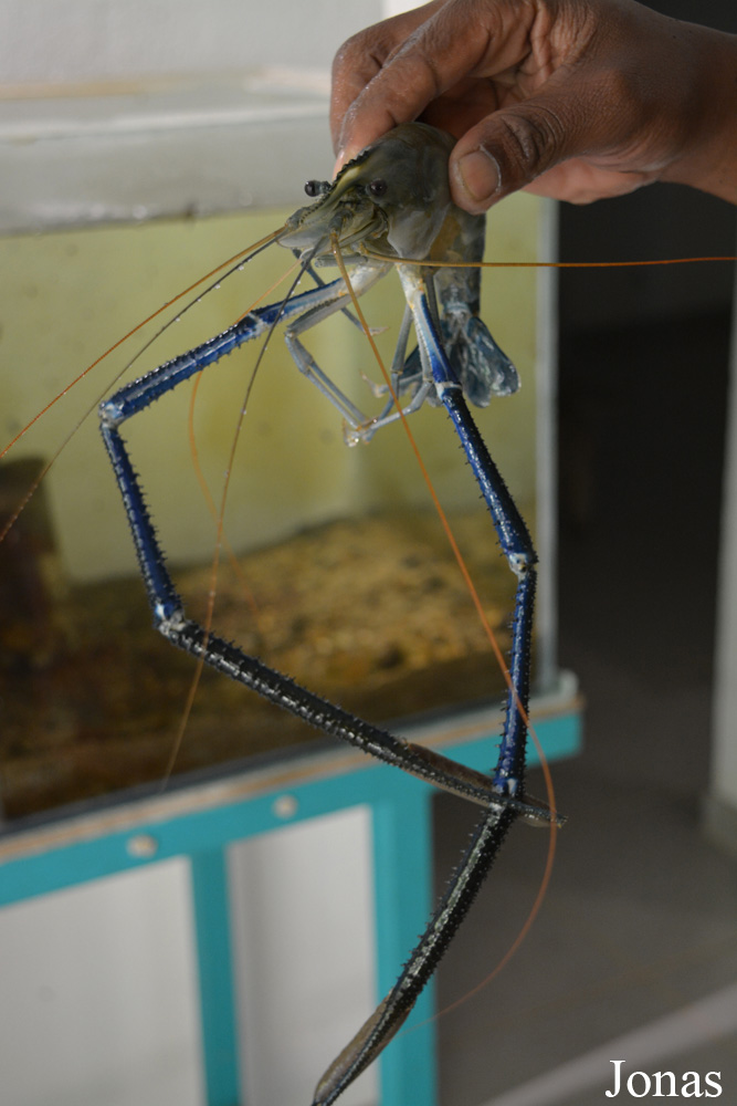 Macrobrachium carcinus