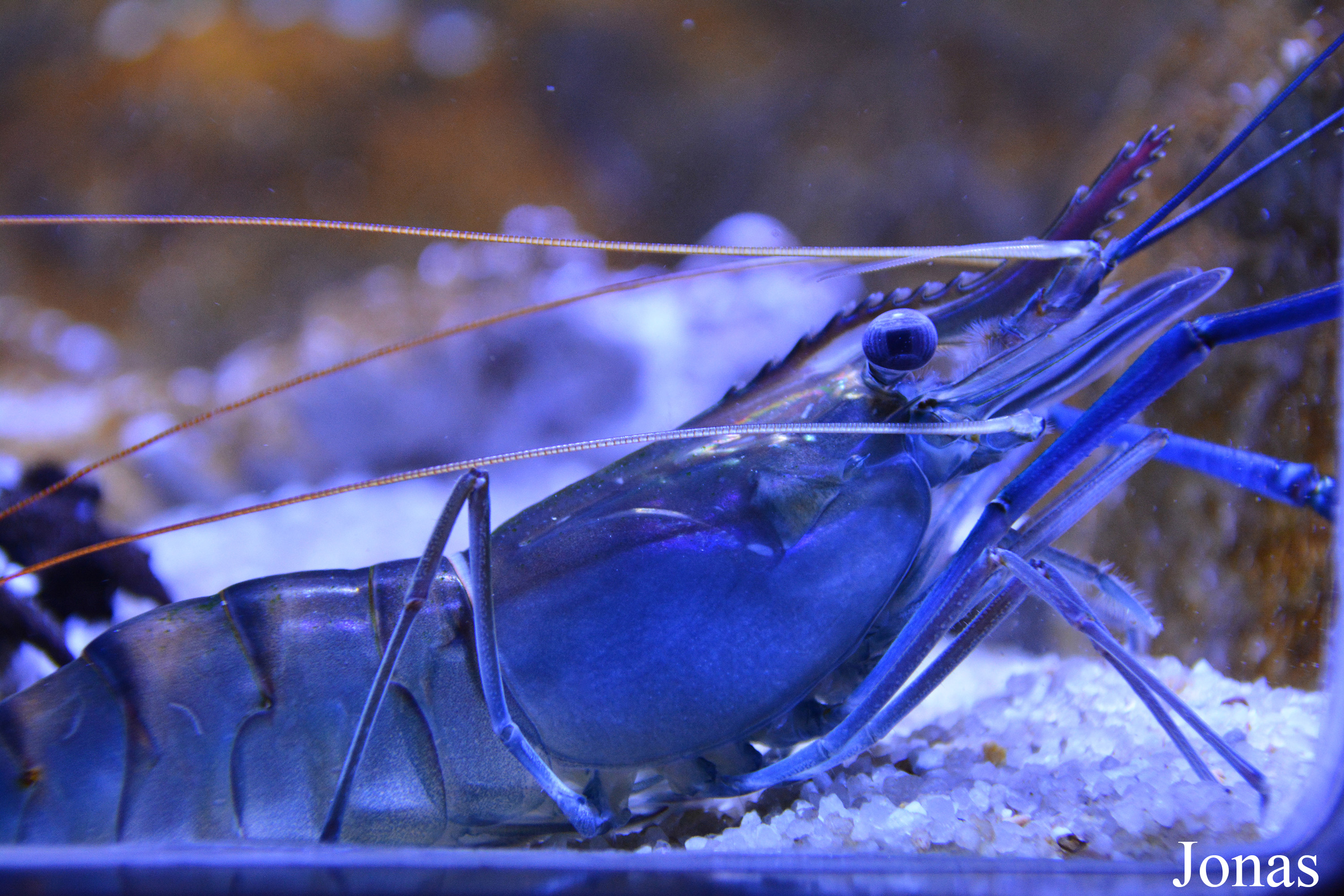 Macrobrachium rosenbergii