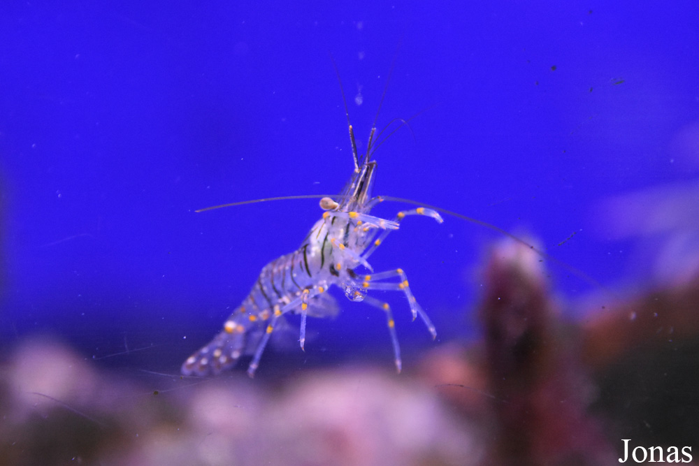 Palaemon elegans