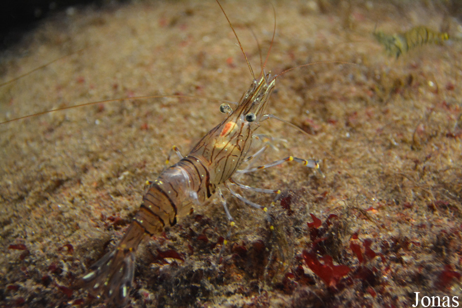 Palaemon serratus