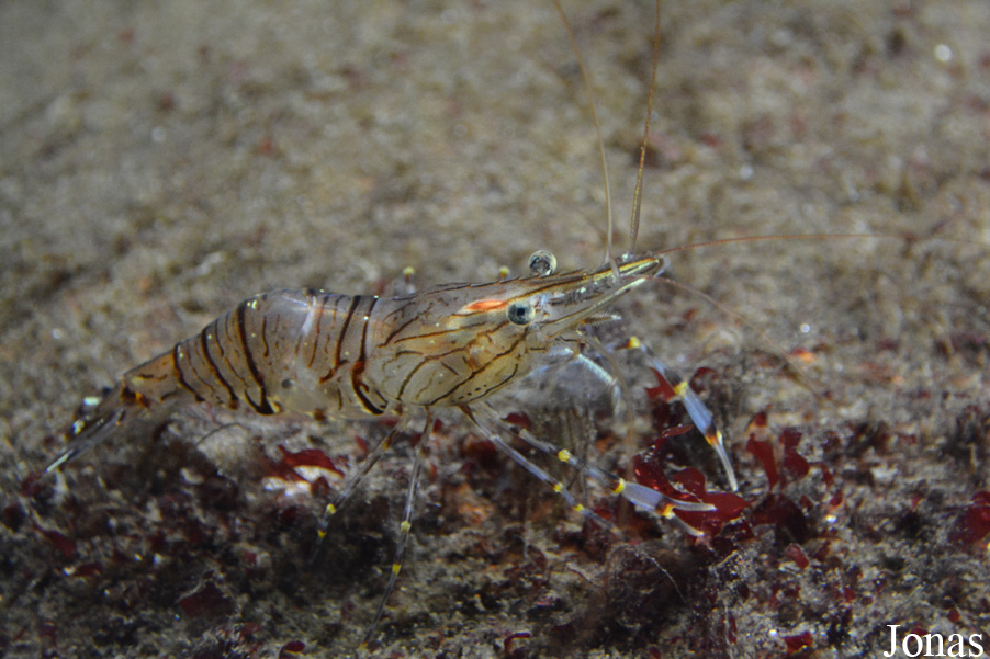 Palaemon serratus