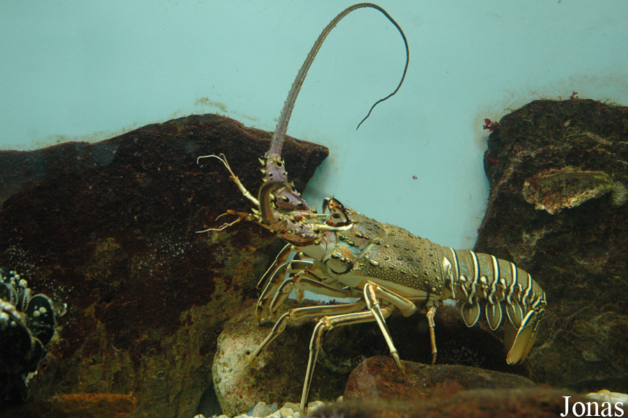 Palinurus elephas