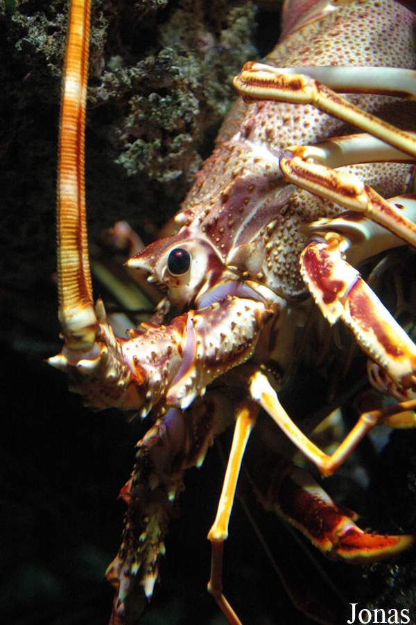 Palinurus elephas