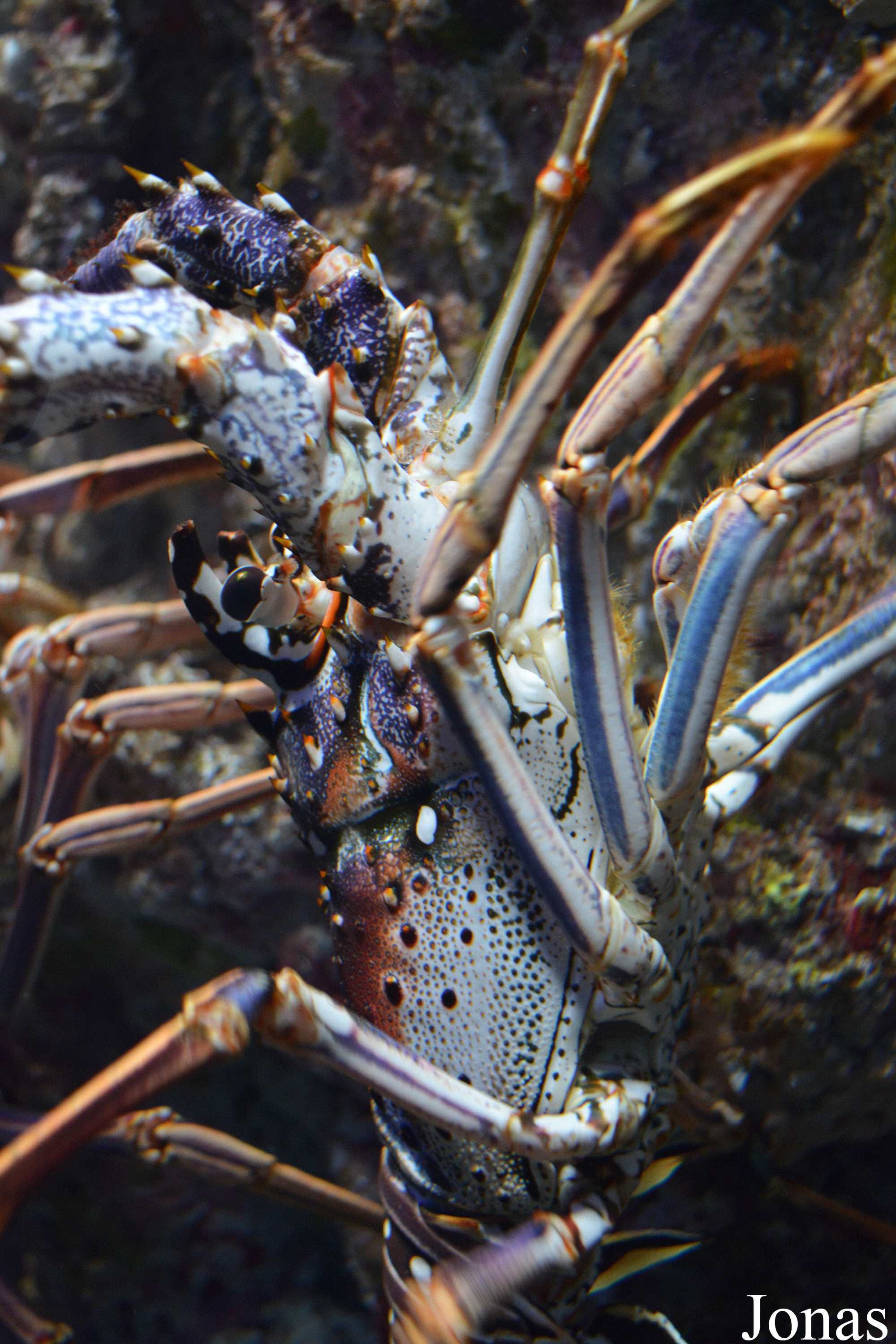 Panulirus argus