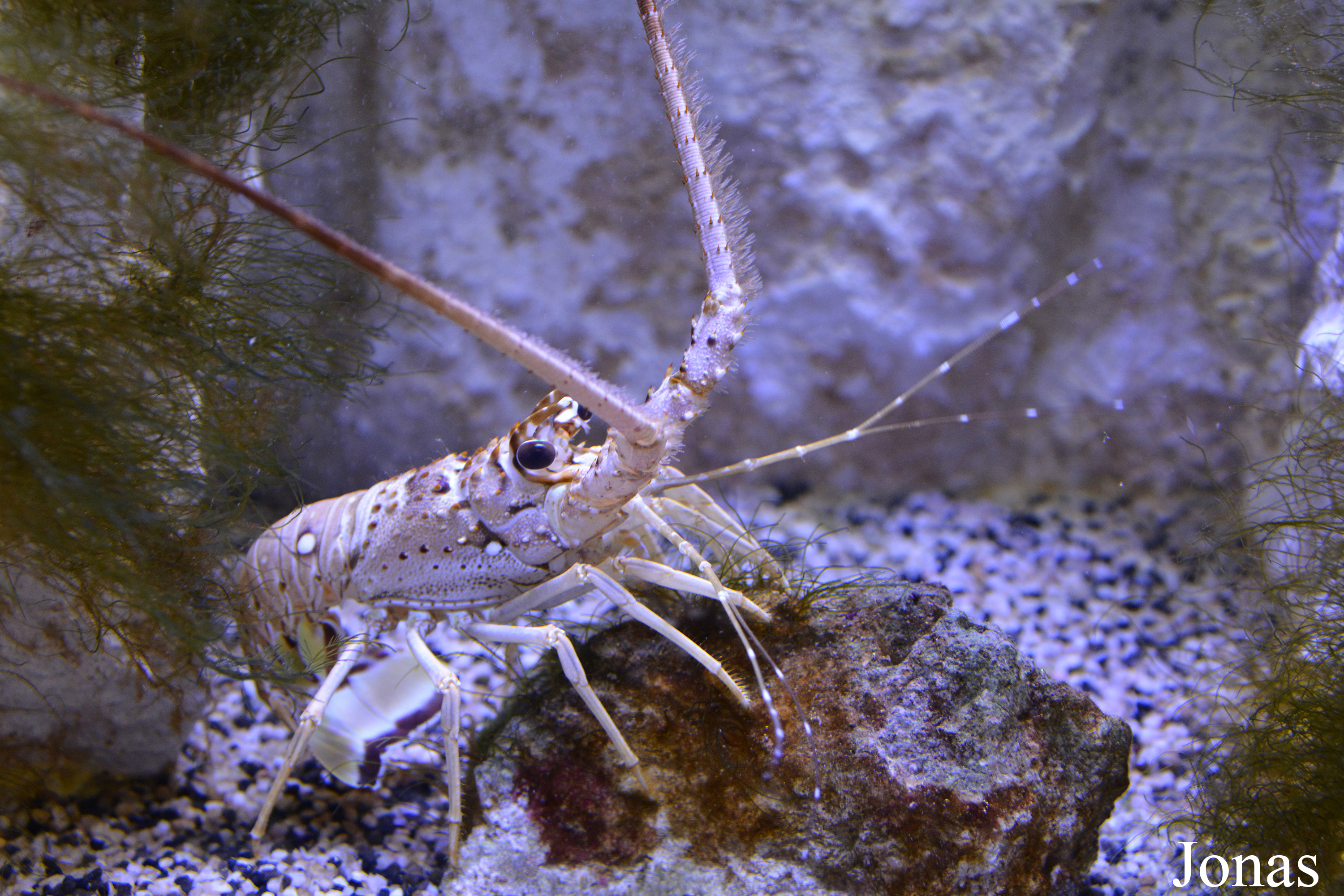 Panulirus argus