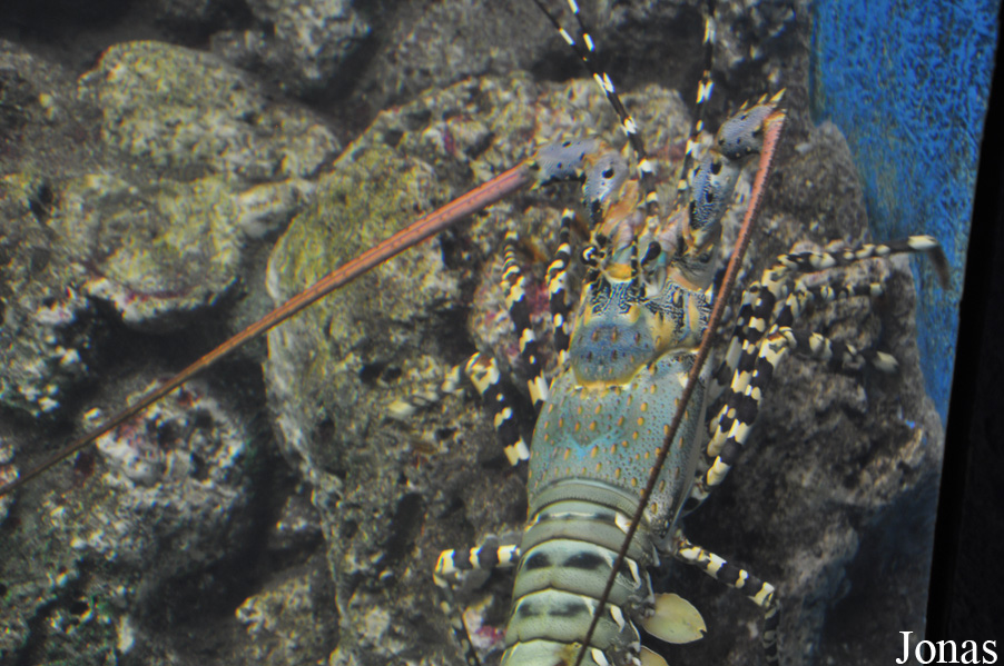 Panulirus versicolor