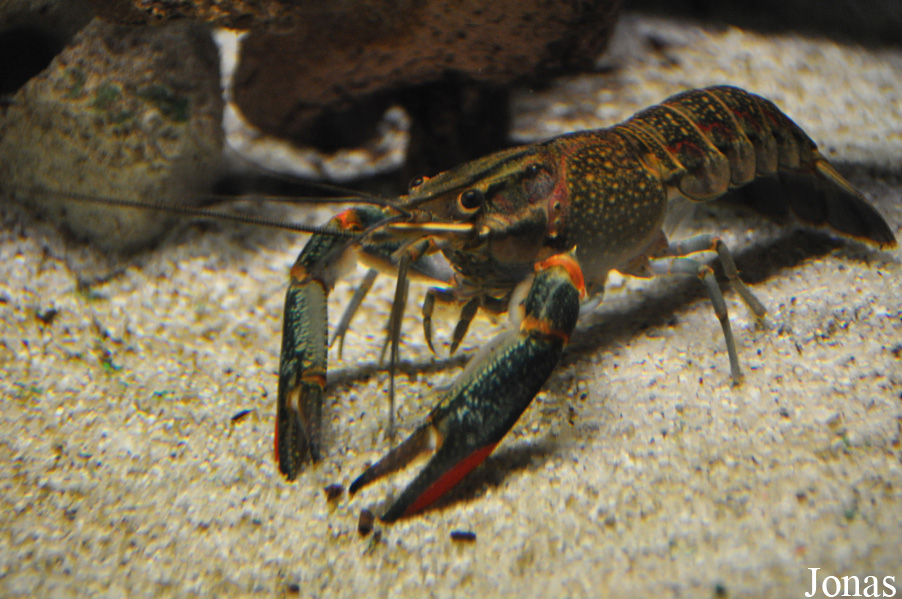 Cherax quadricarinatus