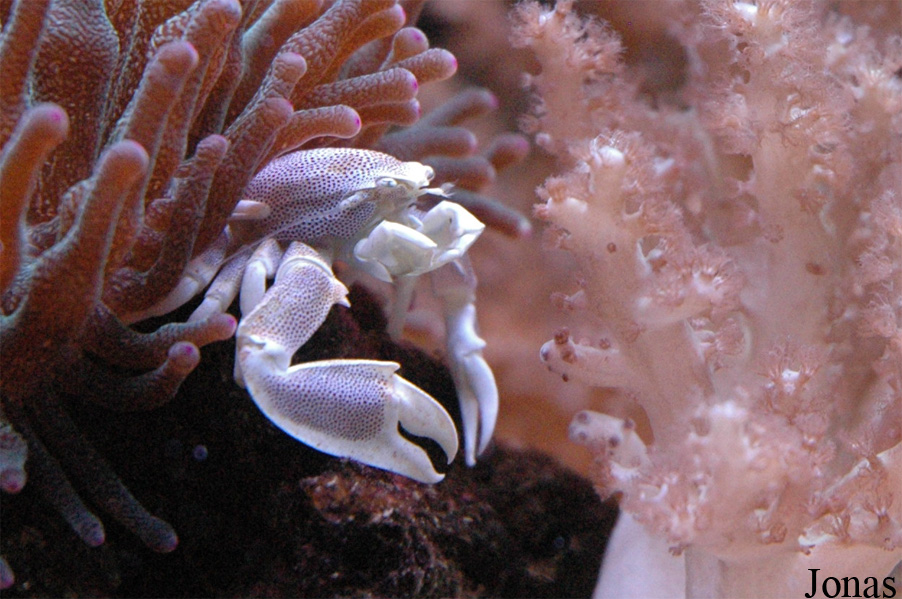 Neopetrolisthes maculatus