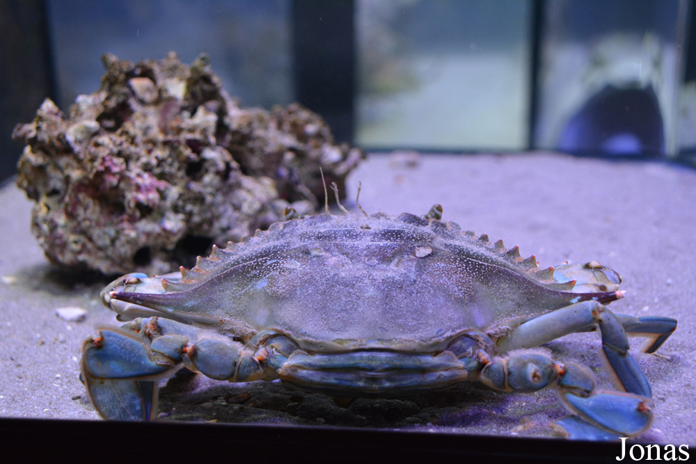 Callinectes sapidus