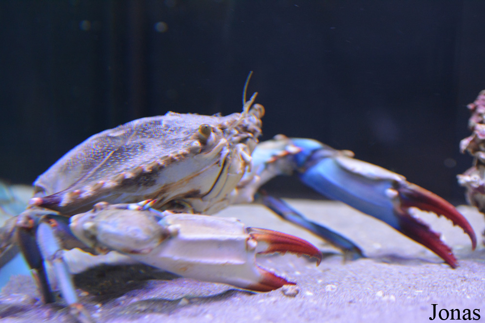 Callinectes sapidus