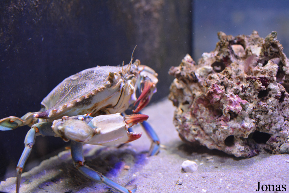 Callinectes sapidus