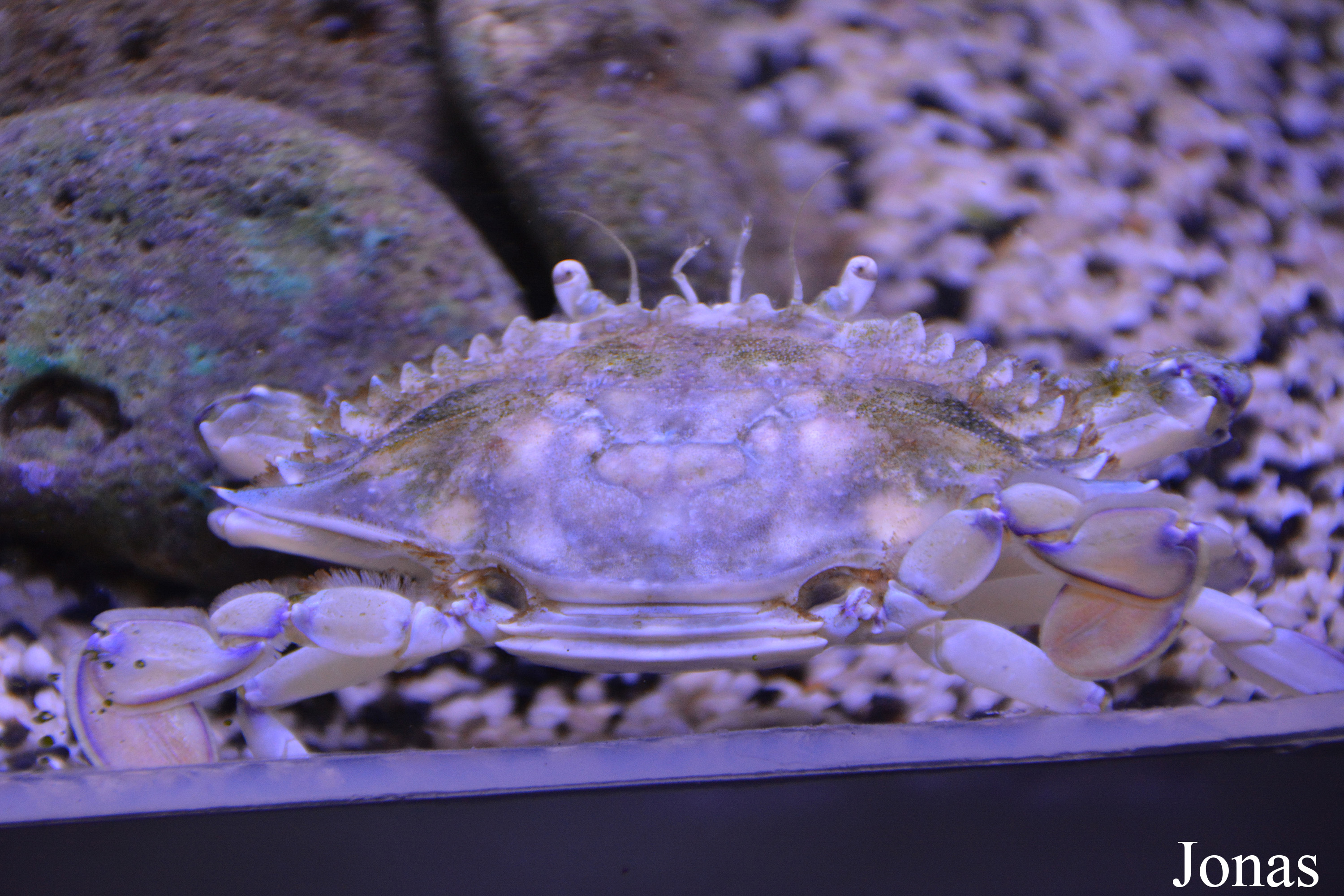 Callinectes sapidus