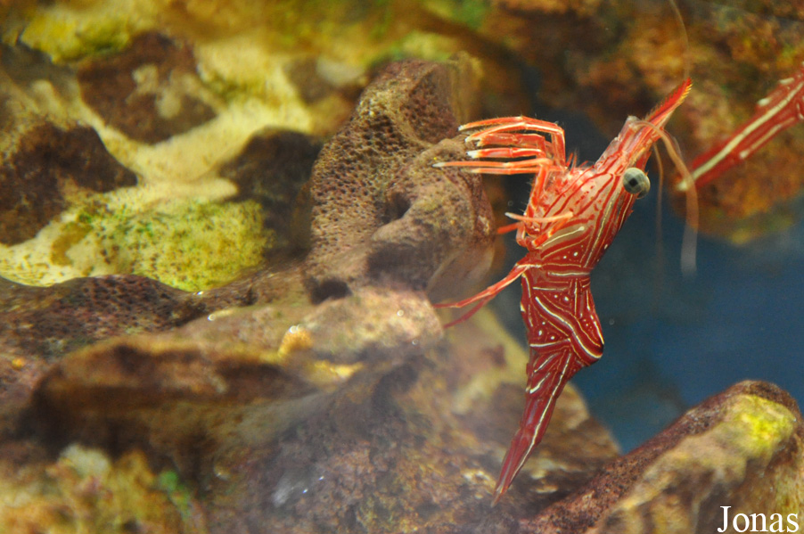 Rhynchocinetes durbanensis