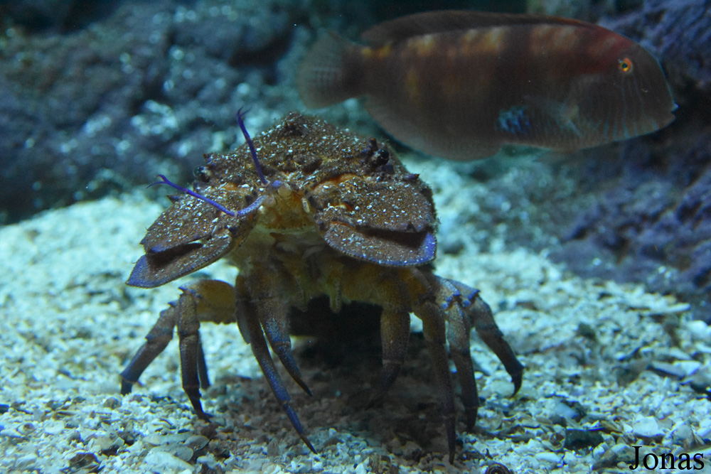 Scyllarides latus