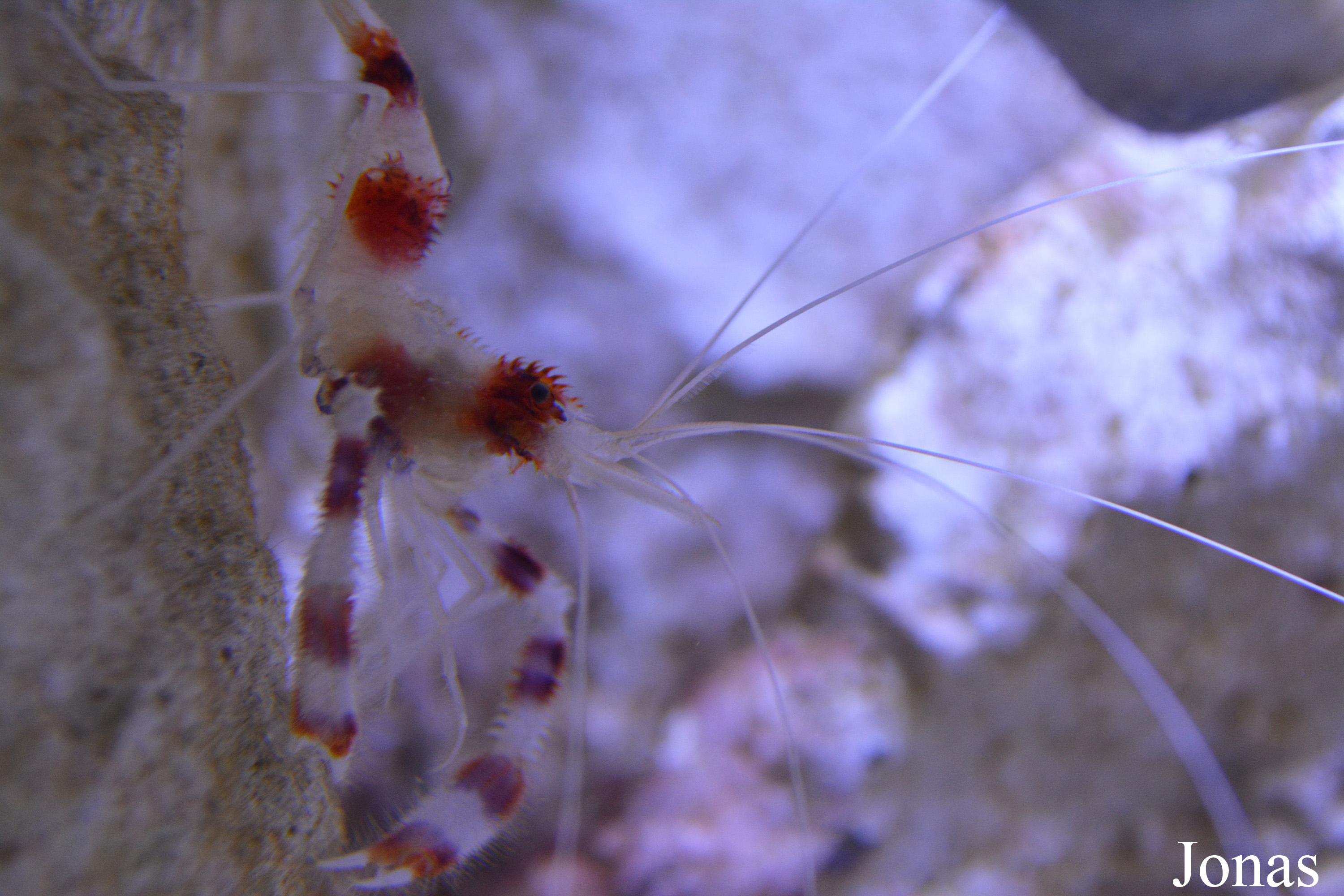 Stenopus hispidus
