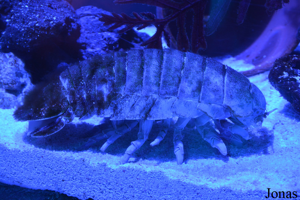 Bathynomus giganteus