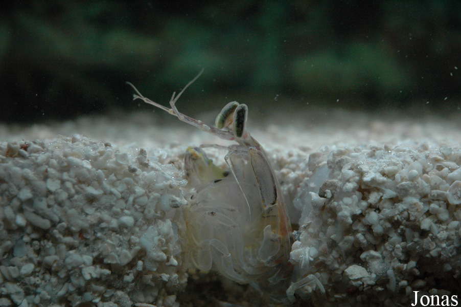 Mantis shrimp