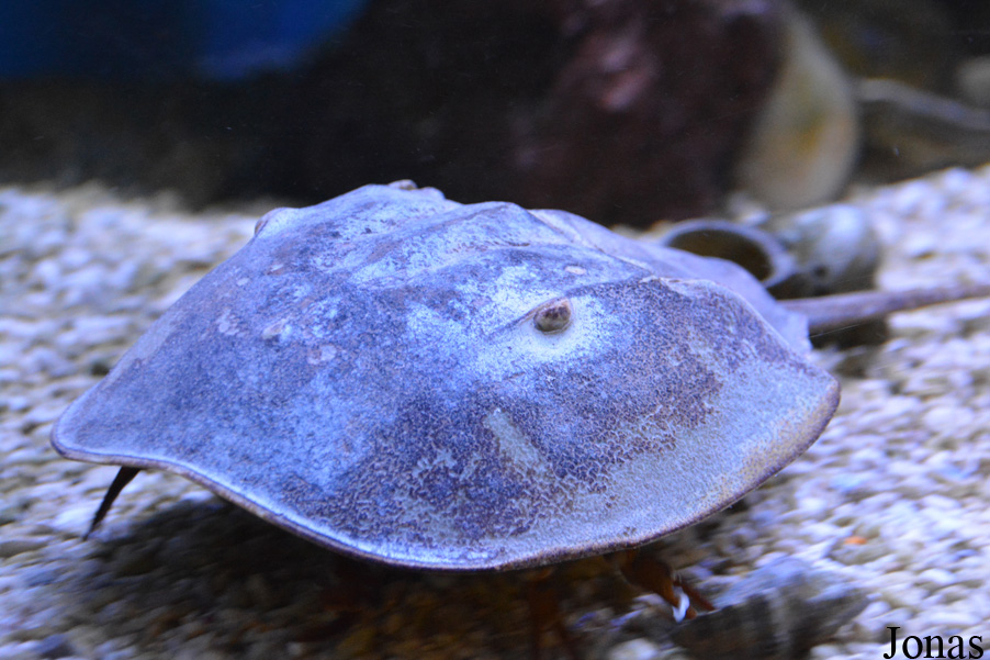 Limulus polyphemus