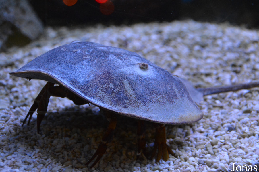 Limulus polyphemus