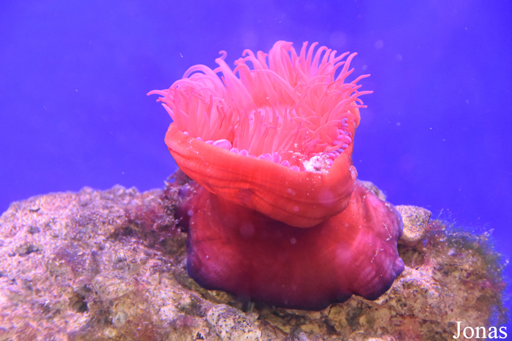 Actinia equina