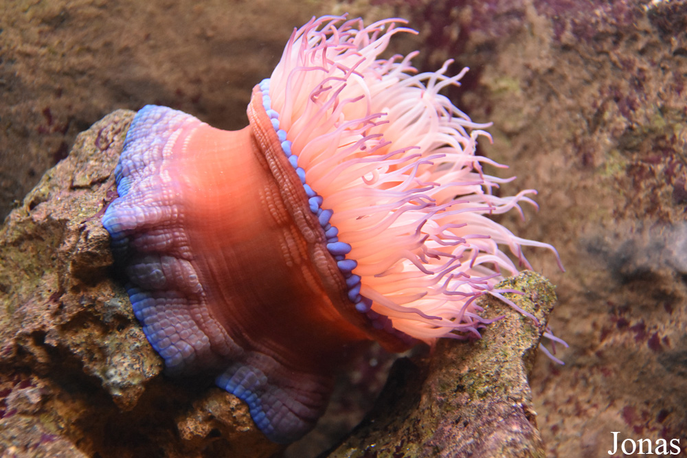 Actinia equina