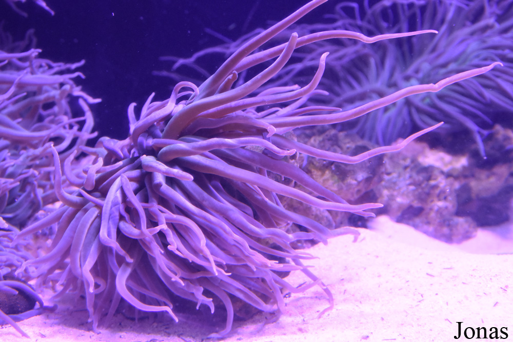 Anemonia viridis