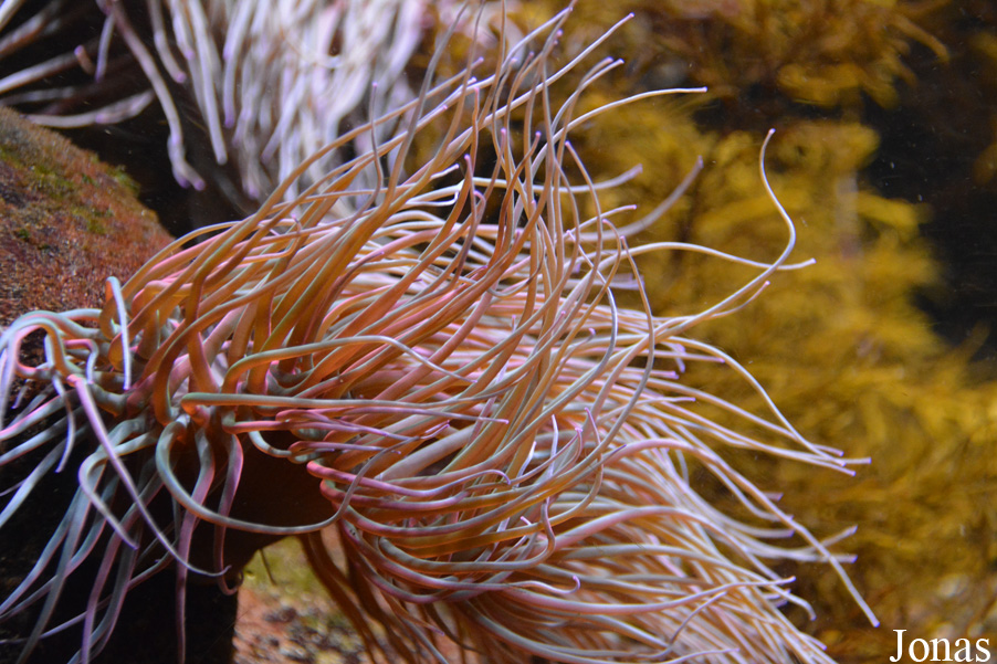 Entacmaea quadricolor