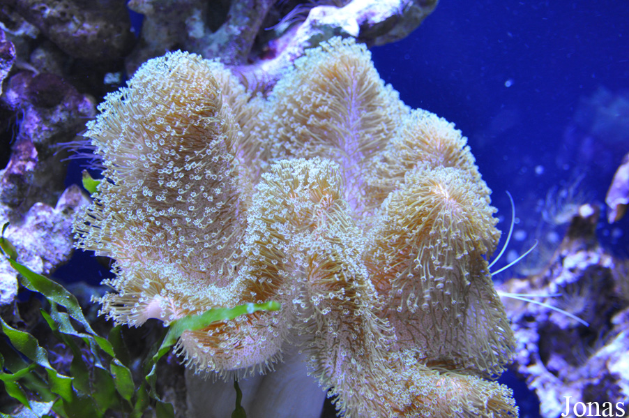 Sarcophyton ehrenbergi