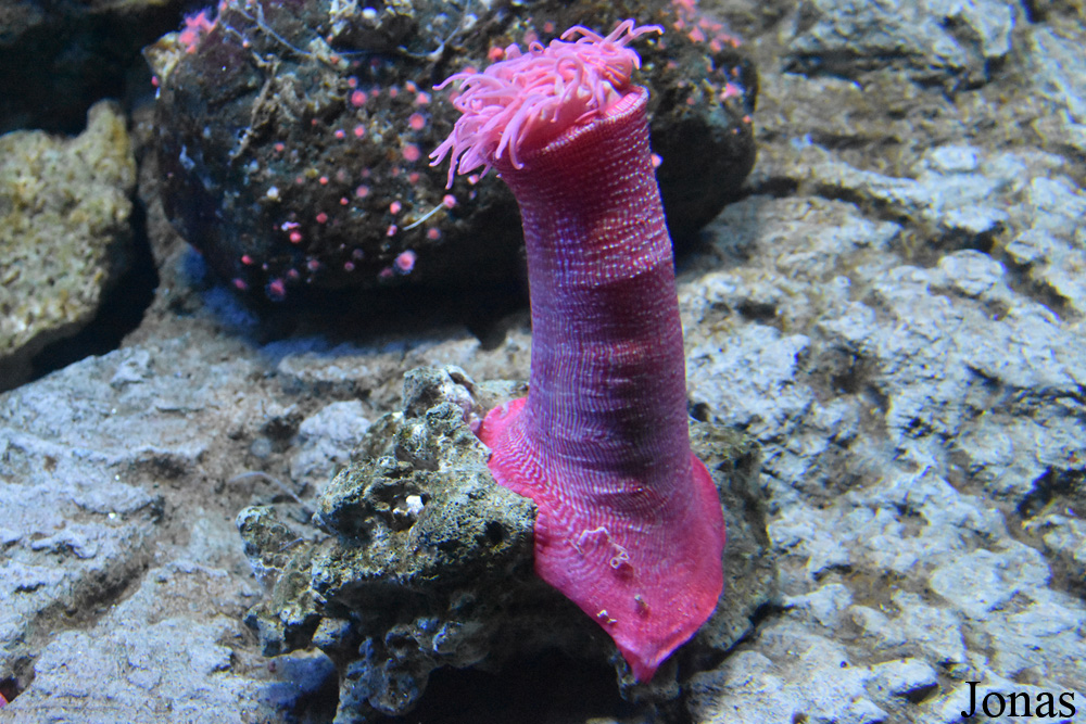 Anthozoa non identifié