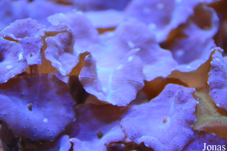 Discosoma nummiforme