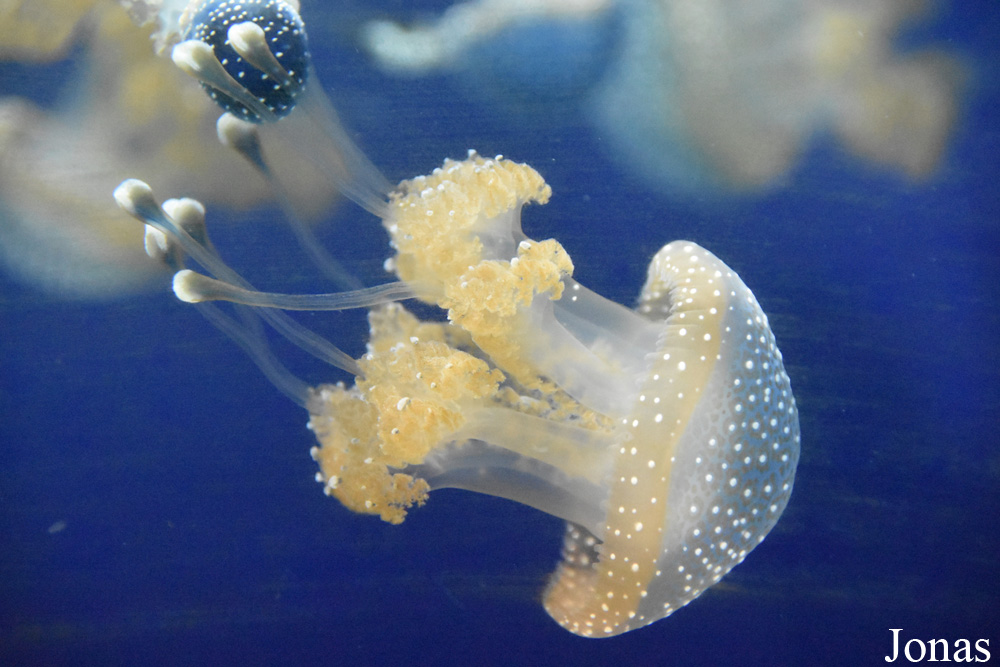 Phyllorhiza punctata