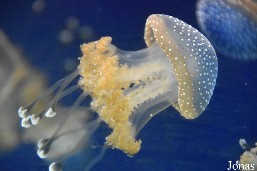 Phyllorhiza punctata