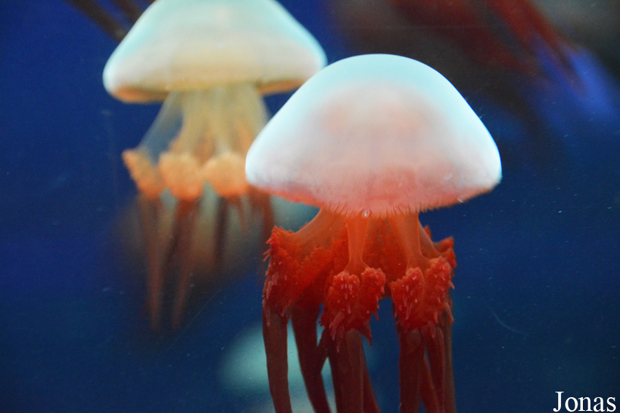 Rhopilema esculentum