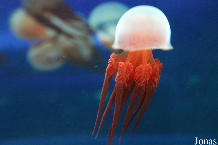 Rhopilema esculentum