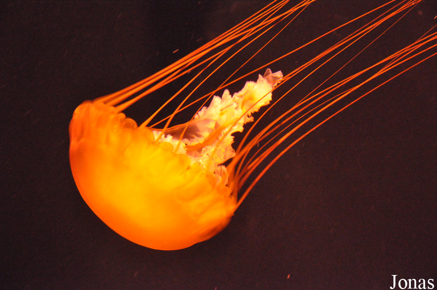 Chrysaora fuscescens