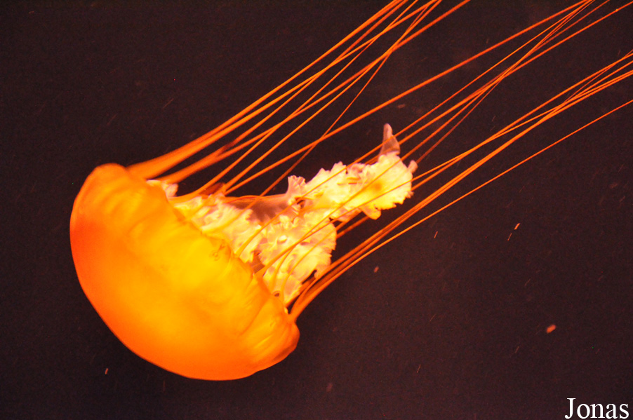 Chrysaora fuscescens