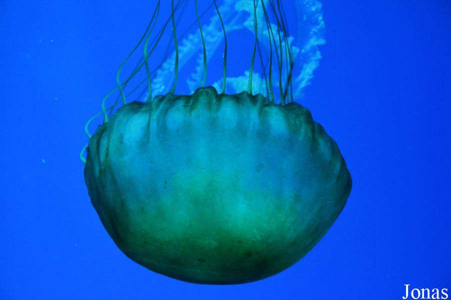 Chrysaora fuscescens