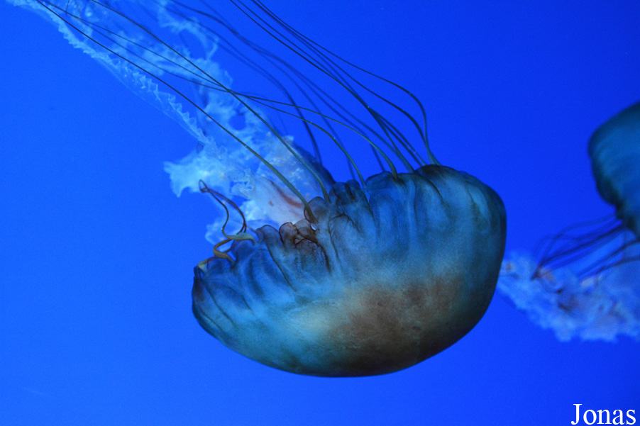 Chrysaora fuscescens