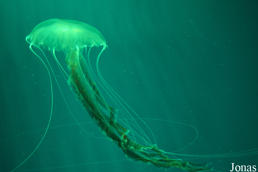 Chrysaora melanaster