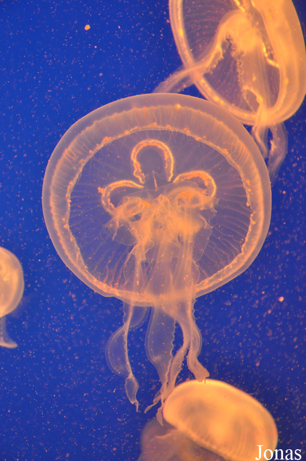 Aurelia aurita