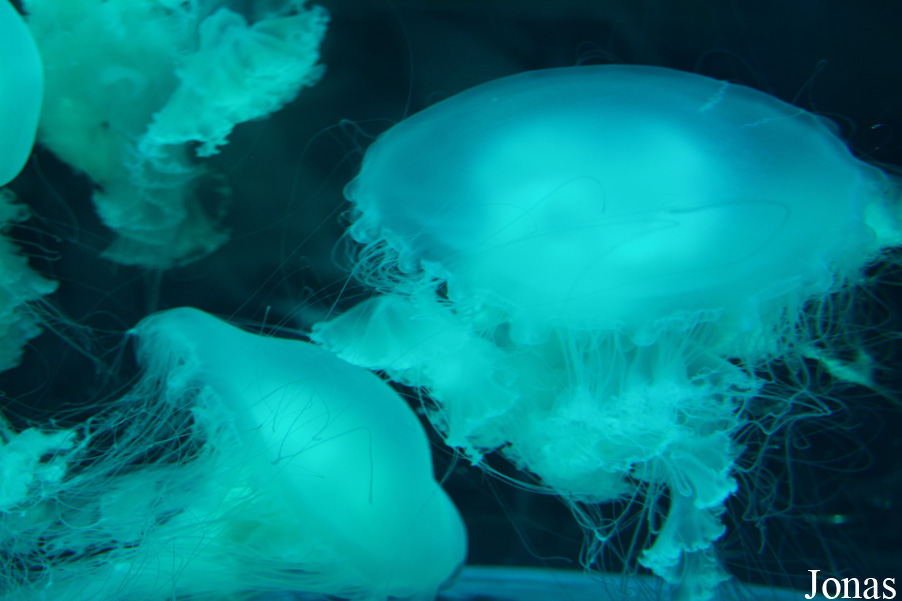 Phacellophora camtschatica