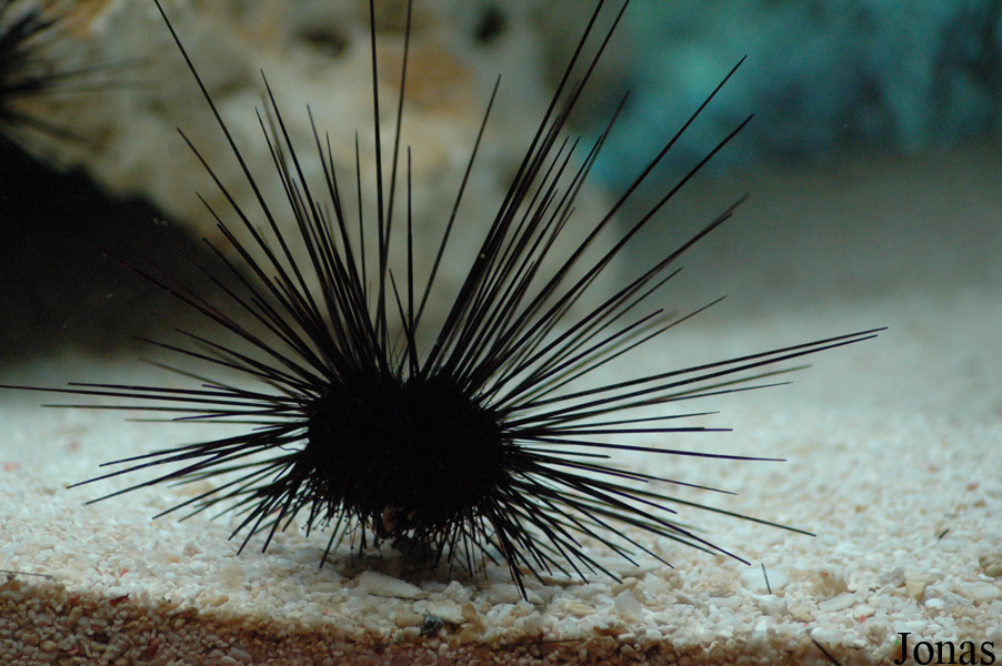 Diadema antillarum