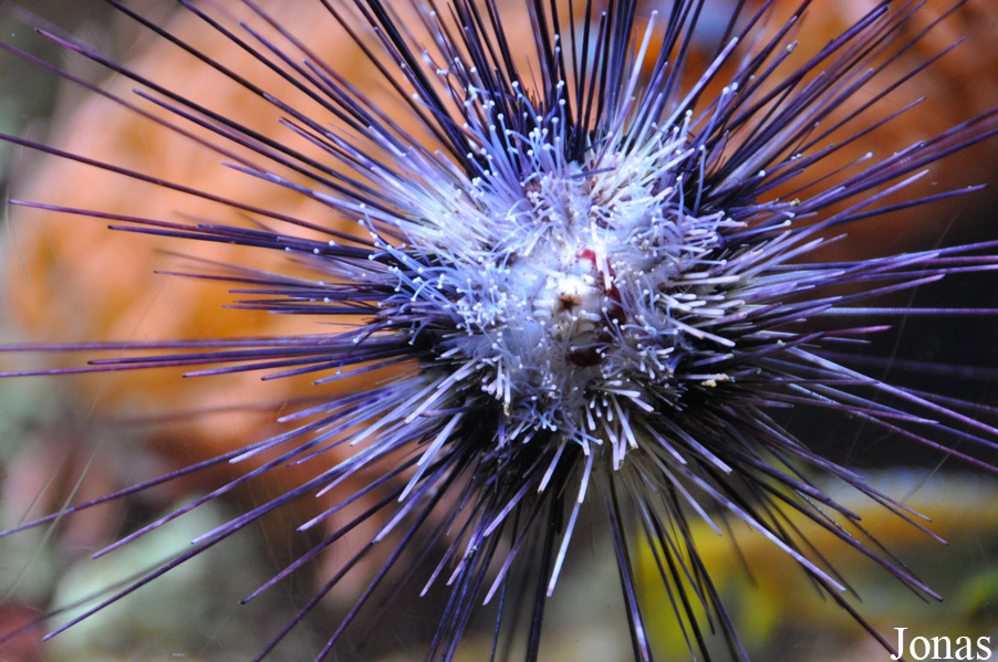 Diadema sp.