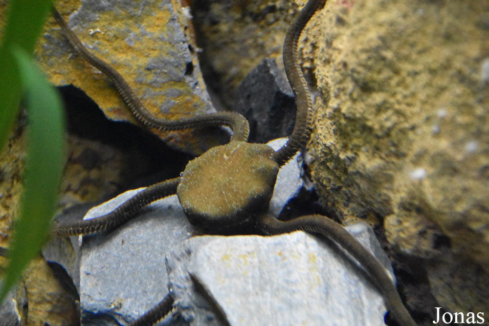 Ophiuroidea non identifié