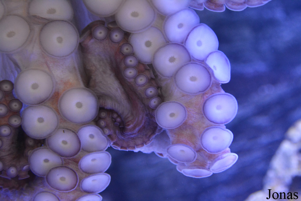 Enteroctopus dofleini