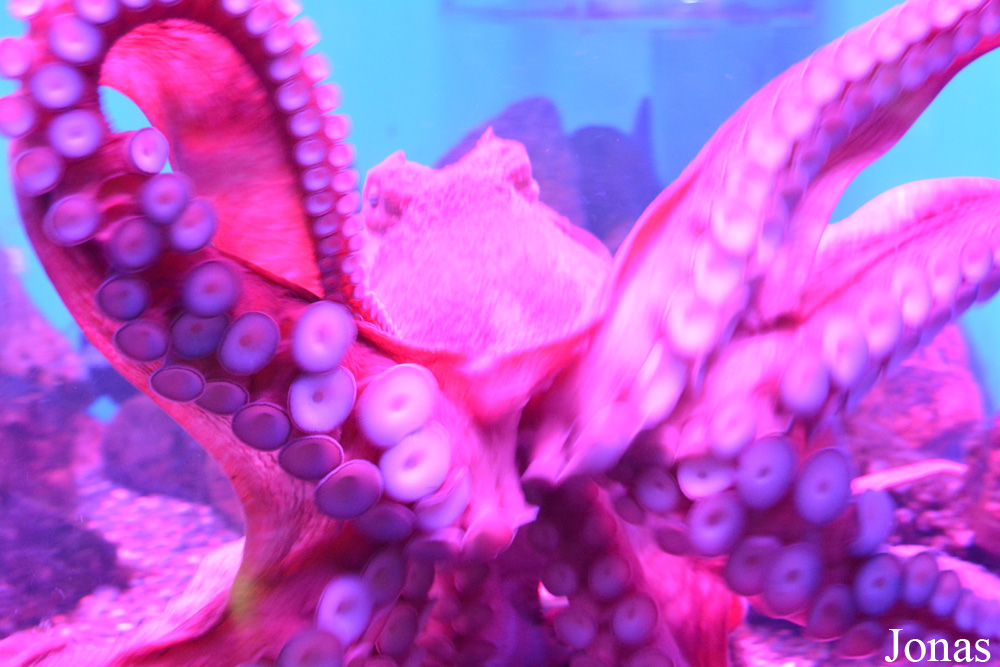Enteroctopus dofleini